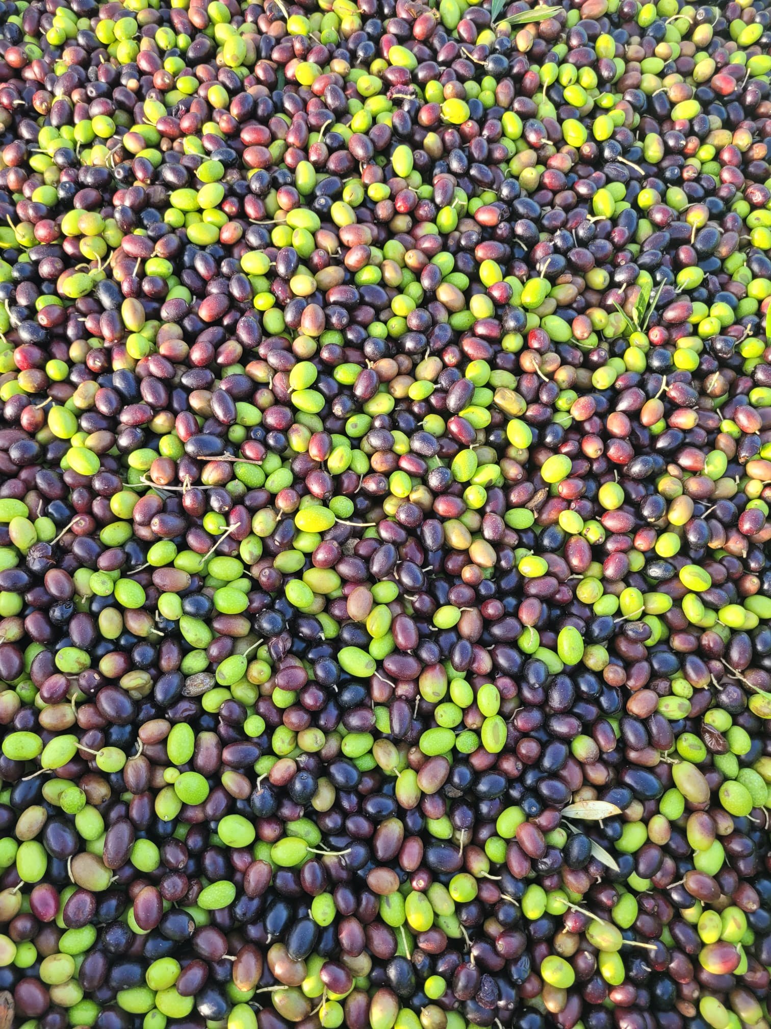 Olive verdi e mature appena raccolte