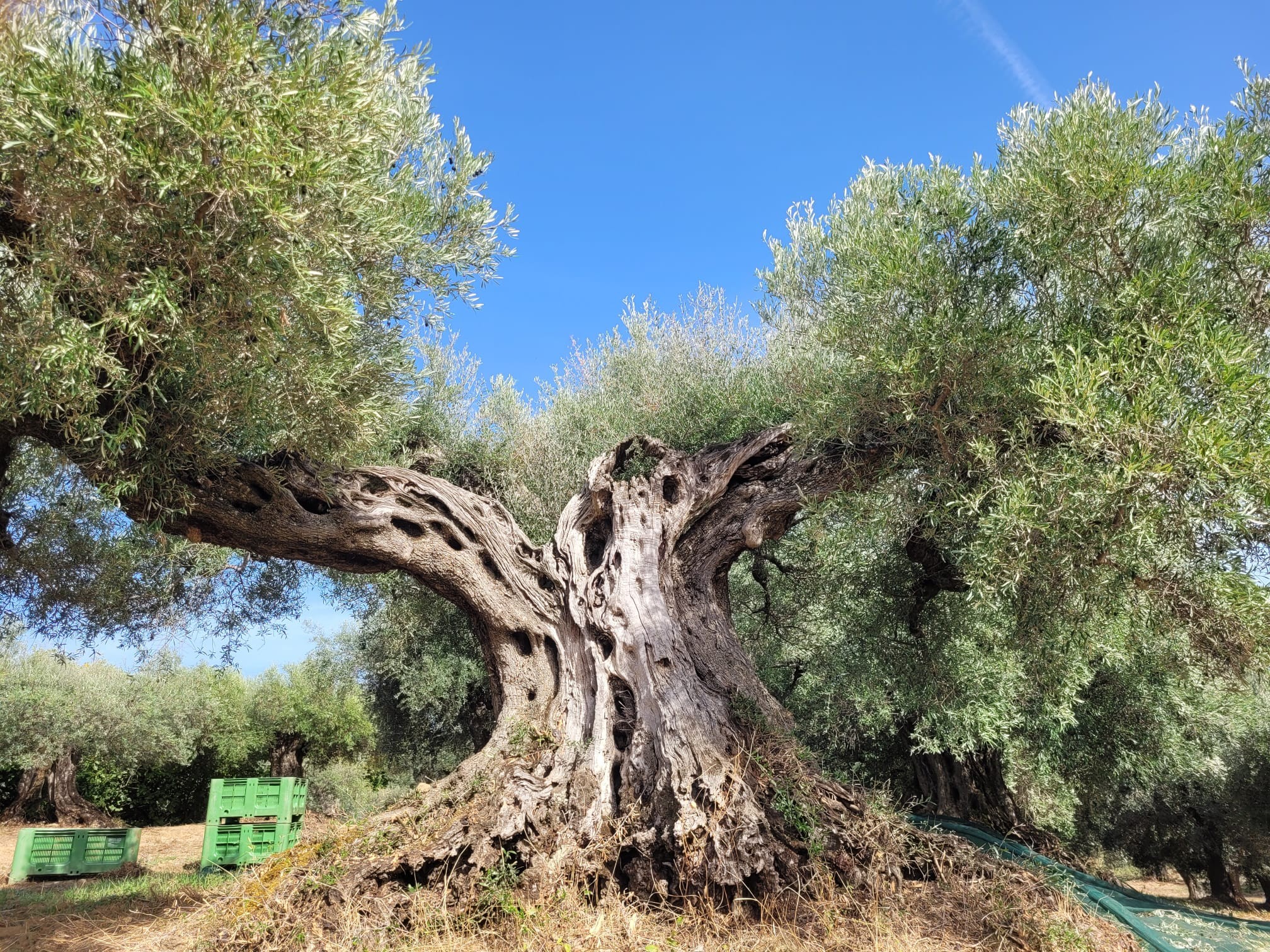 Grande olivo antico dell'azienda