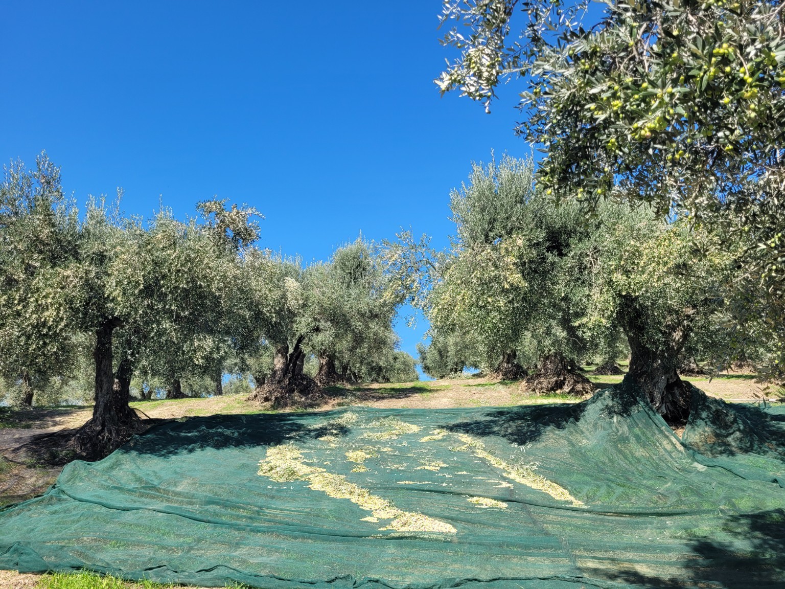 La raccolta negli oliveti
