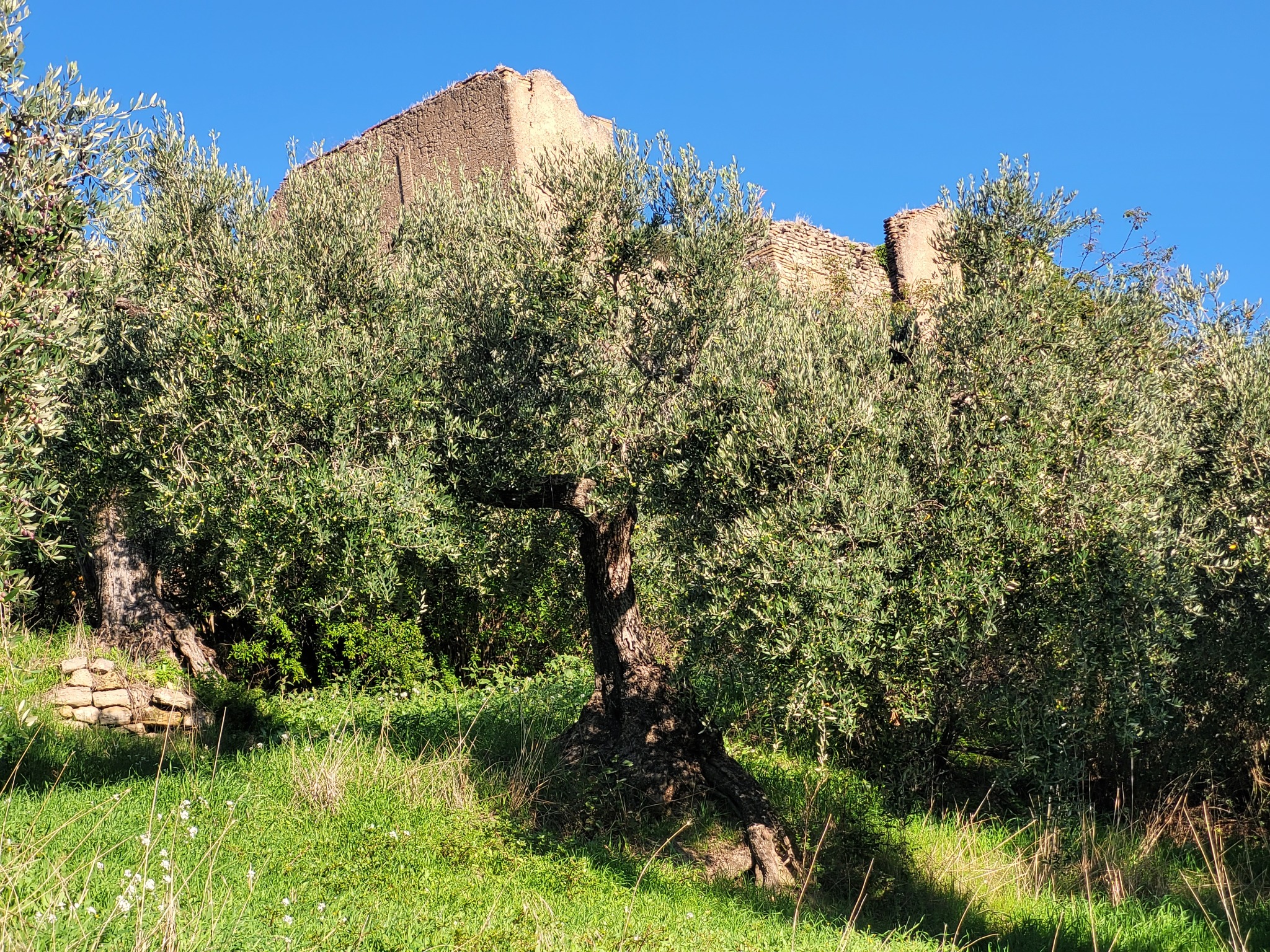 Uliveto di Villa Falconieri ai piedi del casale storico
