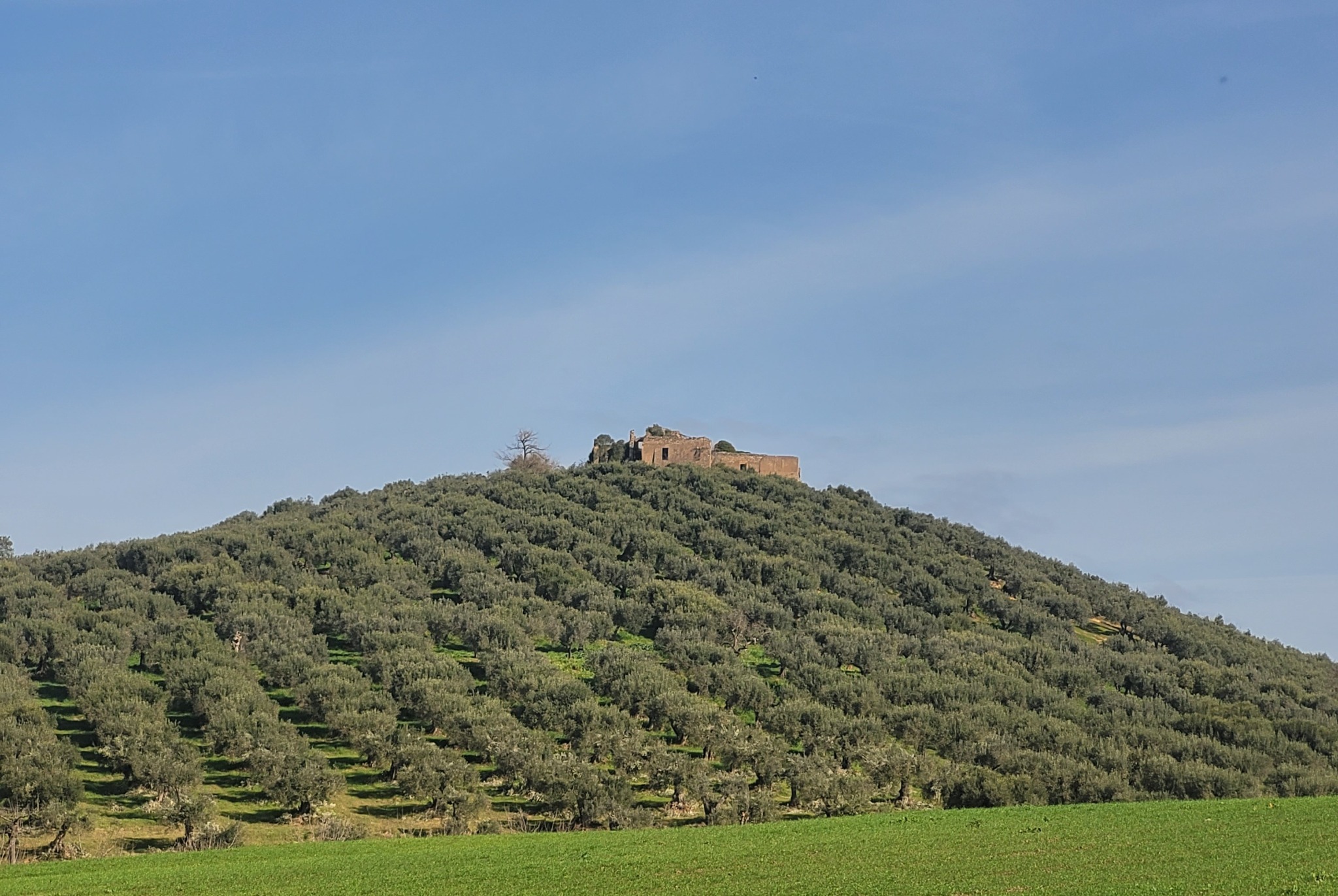 Uliveto di Villa Falconieri sulla collina